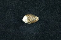 藏品(大燄筆螺)的圖片